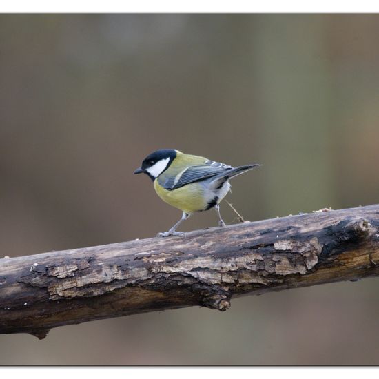 Kohlmeise: Tier im Habitat Hinterhof in der NatureSpots App