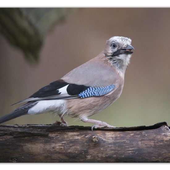 Eichelhäher: Tier im Habitat Hinterhof in der NatureSpots App