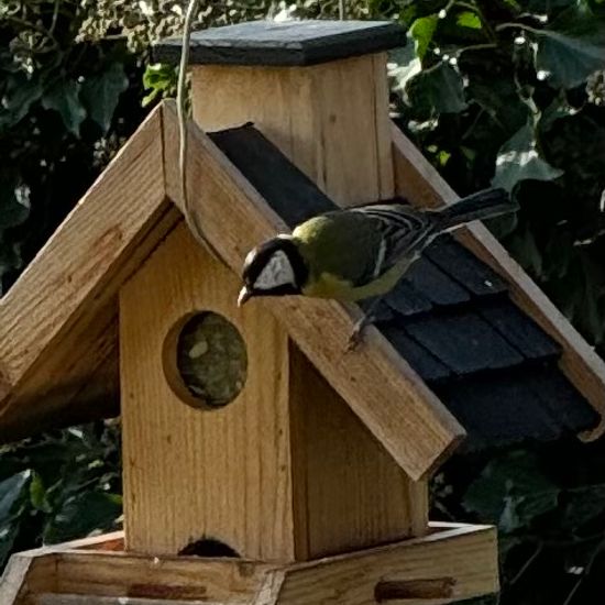 Kohlmeise: Tier im Habitat Garten in der NatureSpots App