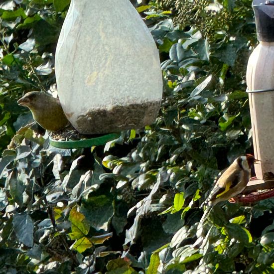 Stieglitz: Tier im Habitat Garten in der NatureSpots App