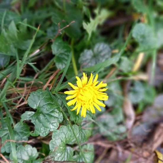 Gewöhnlicher Löwenzahn: Pflanze im Habitat Habitat manuell eingeben in der NatureSpots App