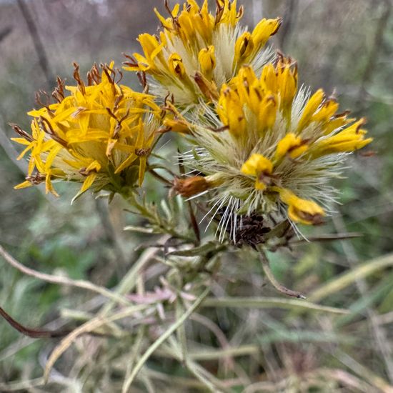 Gold-Aster: Pflanze im Habitat Naturnahe Wiese in der NatureSpots App