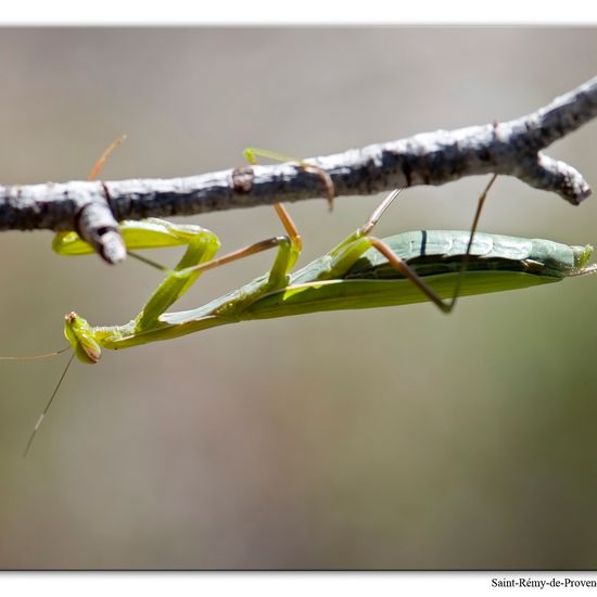 Mantis religiosa: Animal in habitat Rock areas in the NatureSpots App