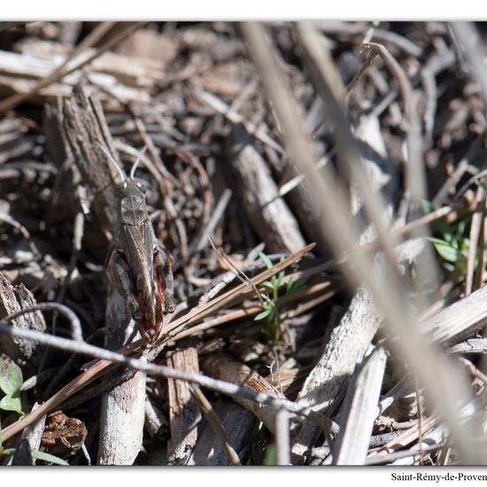 Calliptamus italicus: Animal in habitat Rock areas in the NatureSpots App