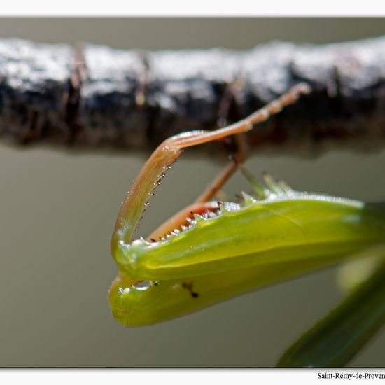 Europäische Gottesanbeterin: Tier im Habitat Felsgebiet in der NatureSpots App