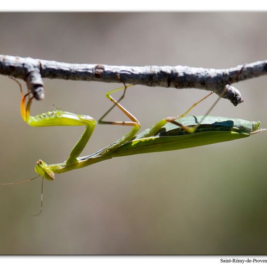 Mantis religiosa: Animal in habitat Rock areas in the NatureSpots App