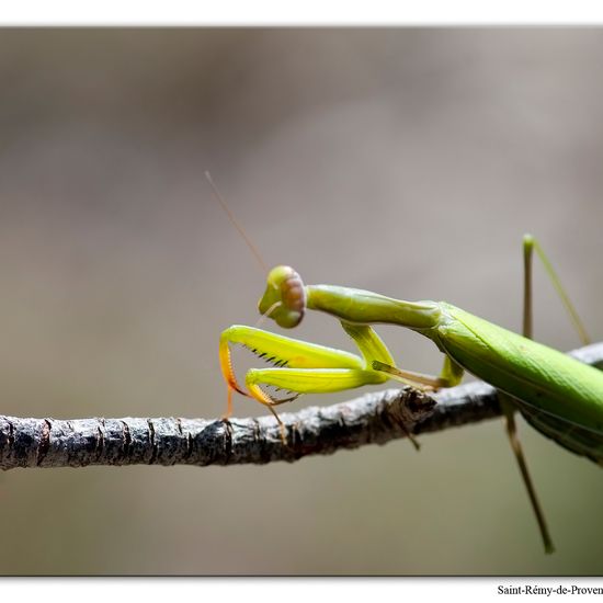 Mantis religiosa: Animal in habitat Rock areas in the NatureSpots App