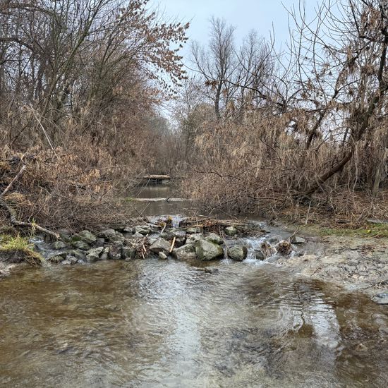 Landscape: Freshwater in habitat Stream in the NatureSpots App