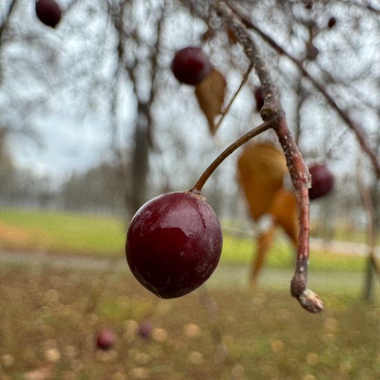 Celtis occidentalis: Plant in habitat Park in the NatureSpots App