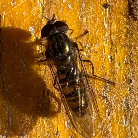 Episyrphus balteatus: Animal in habitat Garden in the NatureSpots App