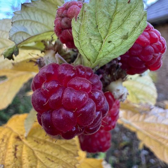 Rubus idaeus: Plant in habitat Garden in the NatureSpots App