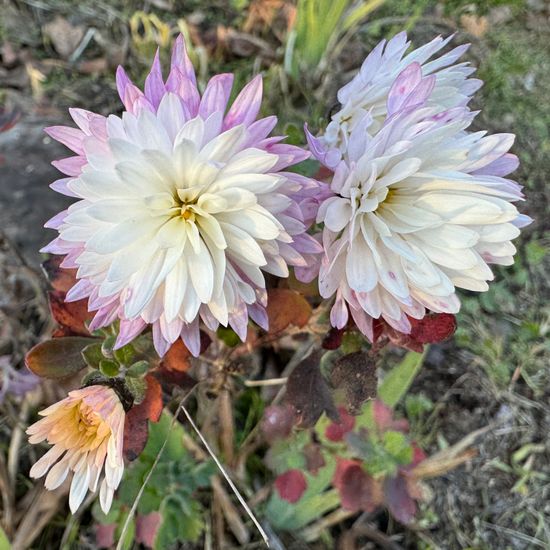 Chrysanthemum morifolium: Plant in habitat Agricultural habitat in the NatureSpots App