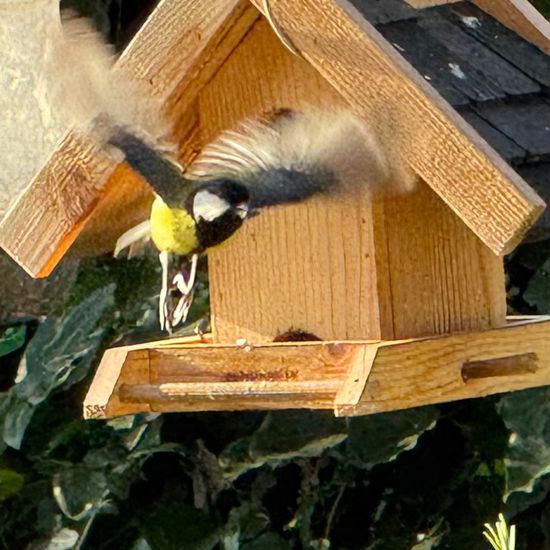 Great Tit: Animal in habitat Garden in the NatureSpots App