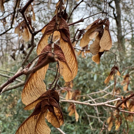 Tatarischer Steppen-Ahorn: Pflanze im Habitat Park in der NatureSpots App