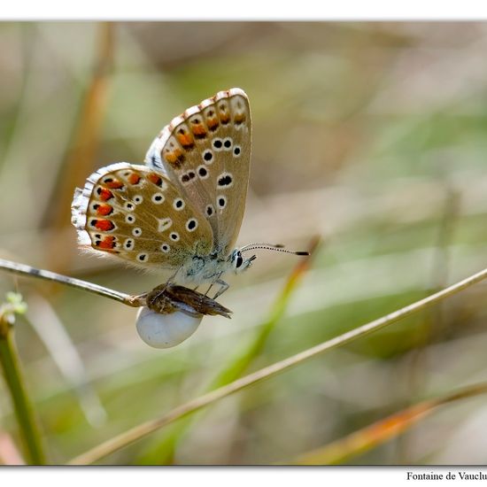 Lysandra bellargus: Tier im Habitat Felsgebiet in der NatureSpots App