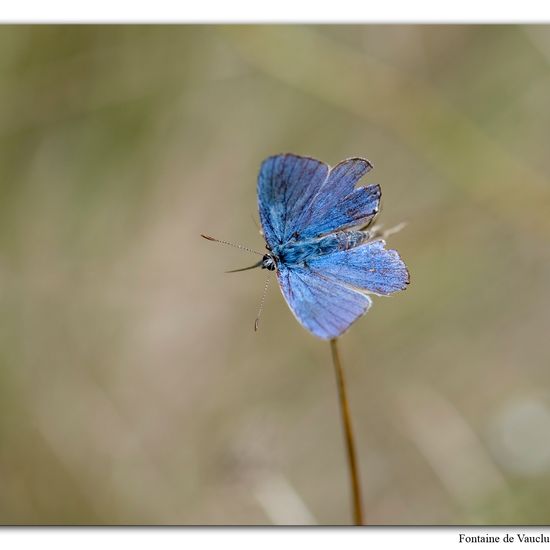 Polyommatus escheri: Tier im Habitat Felsgebiet in der NatureSpots App