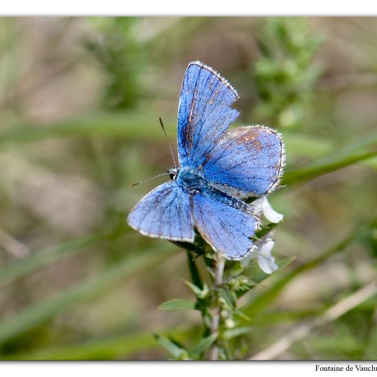 Lysandra bellargus: Tier im Habitat Felsgebiet in der NatureSpots App