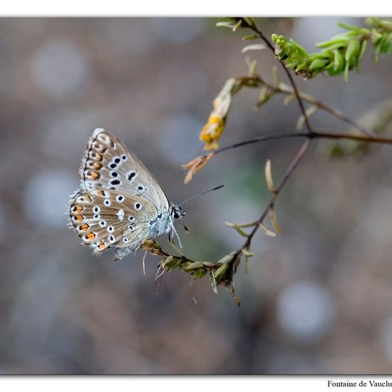 Lysandra coridon: Tier im Habitat Felsgebiet in der NatureSpots App