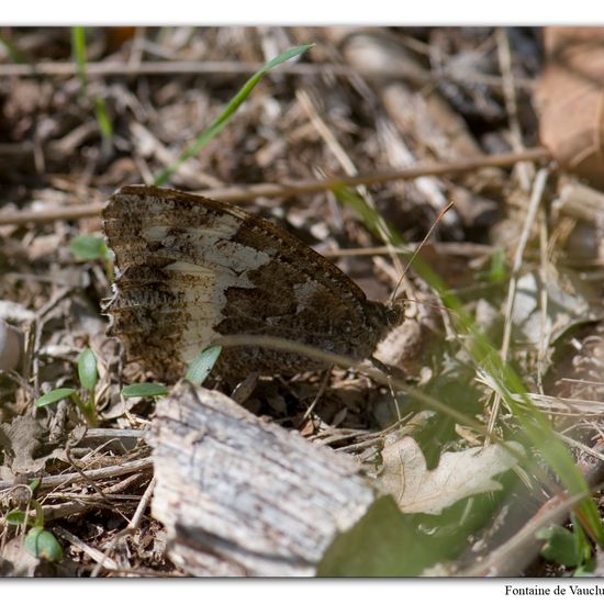 Weißer Waldportier: Tier im Habitat Felsgebiet in der NatureSpots App