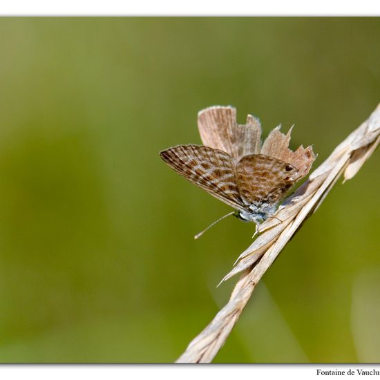 Leptotes pirithous: Tier im Habitat Felsgebiet in der NatureSpots App