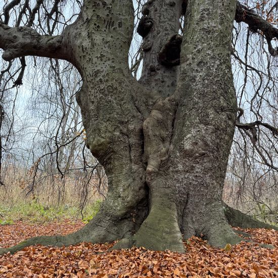 Hänge-Buche: Pflanze im Habitat Park in der NatureSpots App