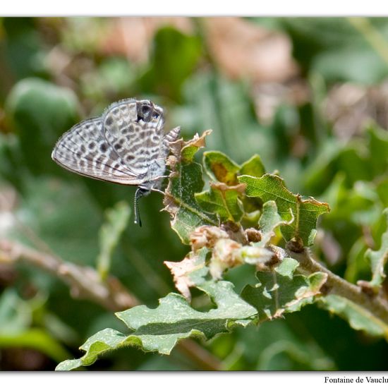 Leptotes pirithous: Tier im Habitat Felsgebiet in der NatureSpots App