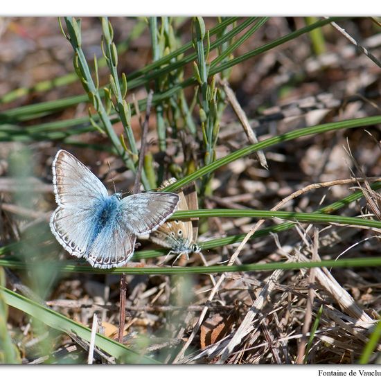 Lysandra hispana: Tier im Habitat Felsgebiet in der NatureSpots App