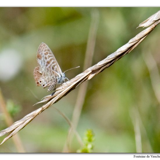 Leptotes pirithous: Tier im Habitat Felsgebiet in der NatureSpots App