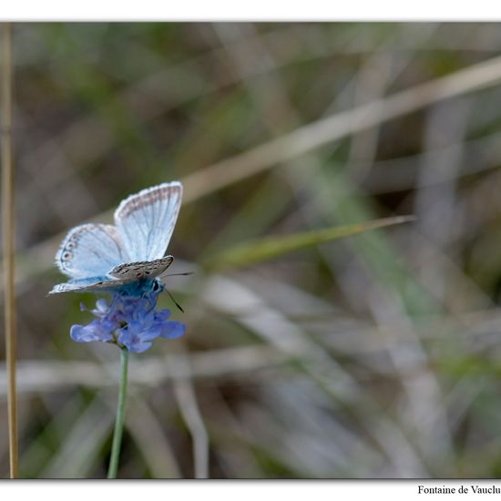 Lysandra coridon: Tier im Habitat Felsgebiet in der NatureSpots App