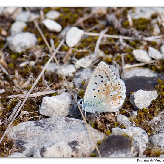 Lysandra coridon: Tier im Habitat Felsgebiet in der NatureSpots App