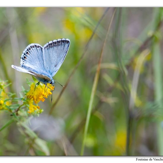 Lysandra coridon: Tier im Habitat Felsgebiet in der NatureSpots App