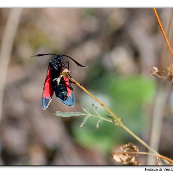 Sechsfleck-Widderchen: Tier im Habitat Felsgebiet in der NatureSpots App