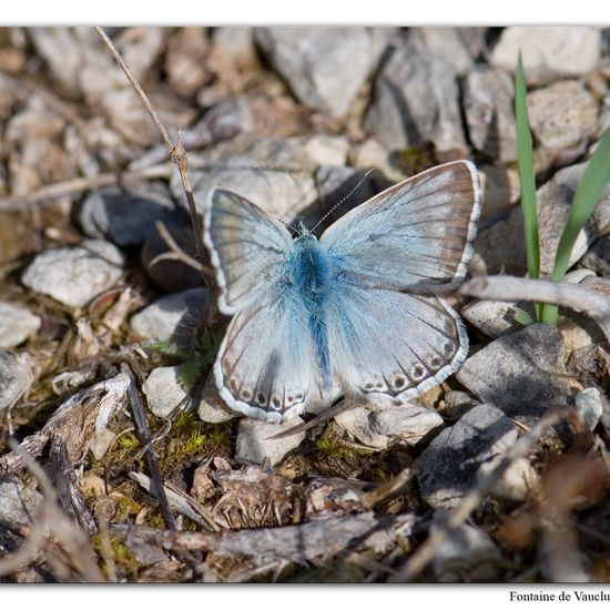 Lysandra hispana: Tier im Habitat Felsgebiet in der NatureSpots App