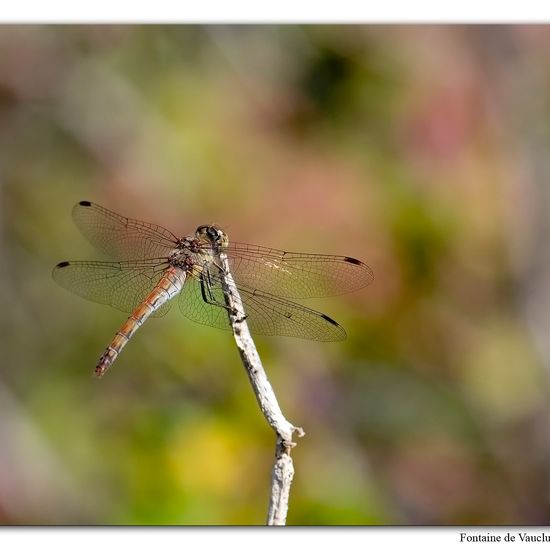 Große Heidelibelle: Tier im Habitat Felsgebiet in der NatureSpots App