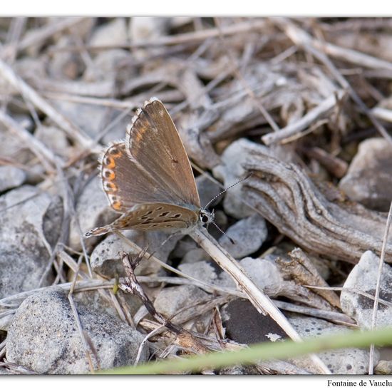 Eine unbekannte Art: Tier im Habitat Felsgebiet in der NatureSpots App