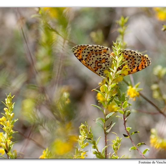 Roter Scheckenfalter: Tier im Habitat Felsgebiet in der NatureSpots App