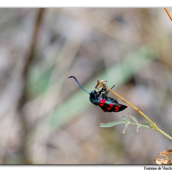 Sechsfleck-Widderchen: Tier im Habitat Felsgebiet in der NatureSpots App