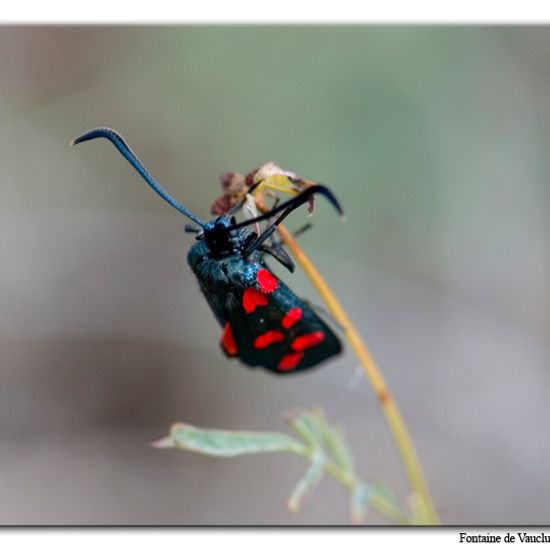 Sechsfleck-Widderchen: Tier im Habitat Felsgebiet in der NatureSpots App