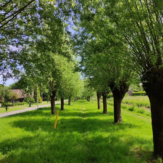 Salix balfourii: Pflanze in der Natur in der NatureSpots App