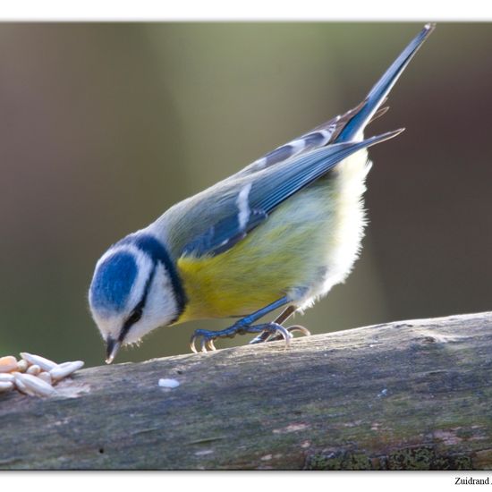 Blaumeise: Tier im Habitat Hinterhof in der NatureSpots App