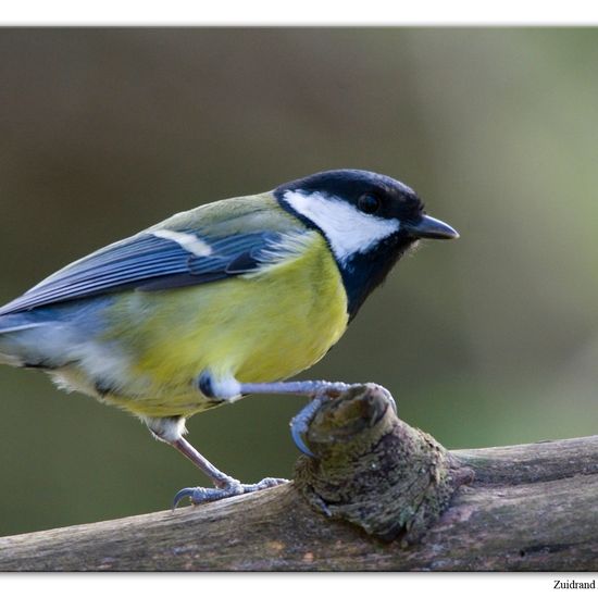 Kohlmeise: Tier im Habitat Hinterhof in der NatureSpots App