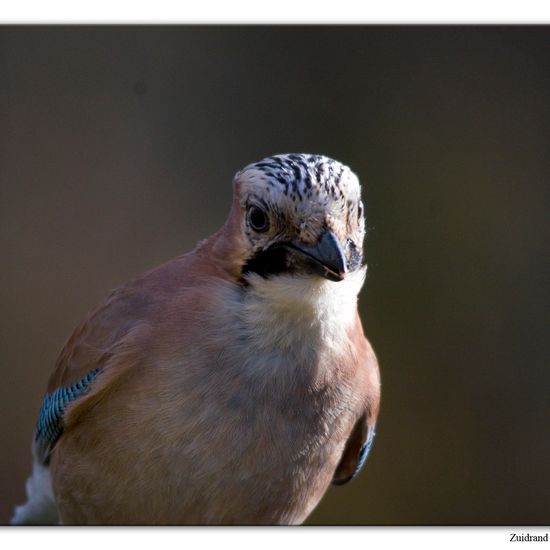 Eichelhäher: Tier im Habitat Hinterhof in der NatureSpots App