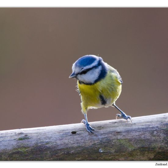 Blaumeise: Tier im Habitat Hinterhof in der NatureSpots App