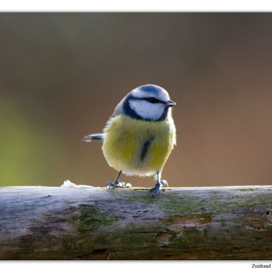 Blaumeise: Tier im Habitat Hinterhof in der NatureSpots App