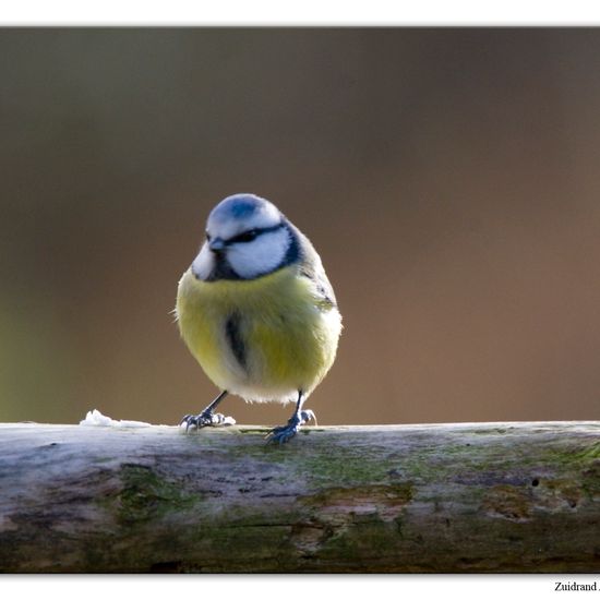 Blaumeise: Tier im Habitat Hinterhof in der NatureSpots App