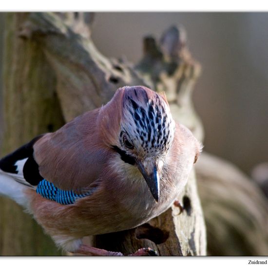 Eichelhäher: Tier im Habitat Hinterhof in der NatureSpots App