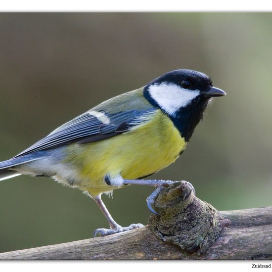 Kohlmeise: Tier im Habitat Hinterhof in der NatureSpots App