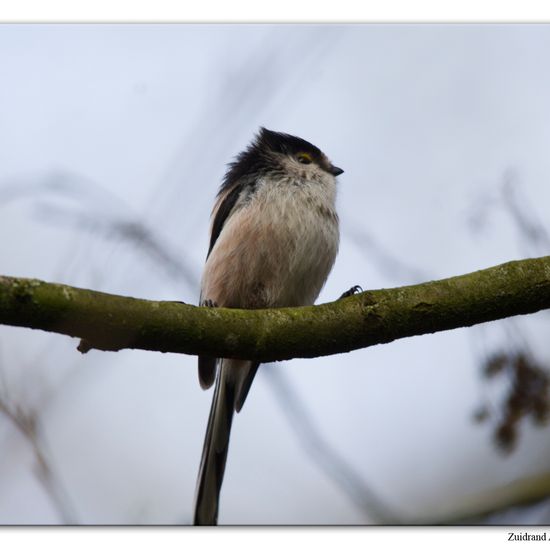 Schwanzmeise: Tier im Habitat Hinterhof in der NatureSpots App