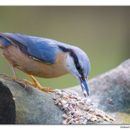 Kleiber: Tier im Habitat Hinterhof in der NatureSpots App