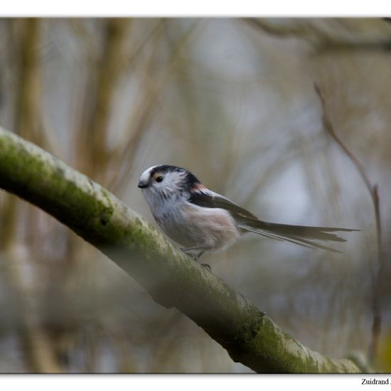 Schwanzmeise: Tier im Habitat Hinterhof in der NatureSpots App